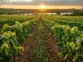Un vignoble s'étend à perte de vue sous un soleil couchant. Les rangées de vignes, vertes et luxuriantes, semblent murmurer des secrets anciens, comme une invitation à la taille aux loups.