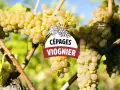 Grappes de raisin blanc mûres sur pied, avec un logo "CÉPAGES VIOGNIER" superposé. Le vin viognier est prometteur.