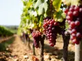 Grappes de raisin rouge mûrissant sous le soleil, prêtes à être récoltées pour le vin du **Château Montus**.