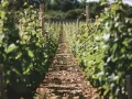 Rangées de vignes luxuriantes dans un vignoble ensoleillé.