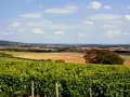 Paysage vallonné avec des vignes luxuriantes au premier plan, promettant un excellent reuilly vin. Champs et collines à l'horizon.