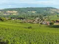 Paysage de vignoble verdoyant menant à un village pittoresque, évoquant la quiétude d'une journée chez Jean-Marc Vincent.