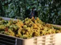 Grappes de raisins blancs dans une caisse, prêtes pour la vinification.