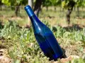 Bouteille de vin bleu posée dans l'herbe d'un vignoble ensoleillé.