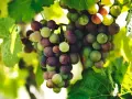 Grappes de raisins mûrs, vertes et rouges, sur une vigne. L'image évoque la différence entre le vin naturel et la biodynamie, où le raisin est roi.