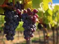 Grappes de Muscat d'Alexandrie mûres, prêtes à être récoltées. Un avis sur leur qualité ? Elles semblent parfaites !