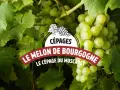 Grappes de raisin blanc mûrissant sous le soleil, annonçant le cépage Melon de Bourgogne, base du vin Muscadet.