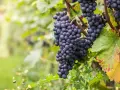 Grappes de cépage Pinot Noir mûres, prêtes à être récoltées pour un vin rouge élégant.