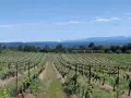 Vignes luxuriantes sous un ciel bleu, s'étendant à perte de vue sur le domaine du Deffends. Au loin, des montagnes enneigées couronnent le paysage.