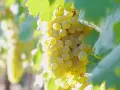 Grappes de raisin blanc mûres, prêtes à devenir un vin chenin.