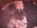 Cuve de vinification avec marc de raisin et mousse rose, signe de la levure indigène vin en pleine fermentation.