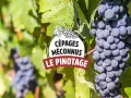 Grappes de pinotage, cépage emblématique d'Afrique du Sud, mûrissant au soleil.