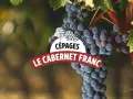 Grappes de vin cabernet franc mûres sur la vigne, avec un logo "Cépages Le Cabernet Franc".