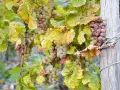Grappes de raisins blancs et rosés, certains légèrement flétris, sur une vigne. Ces raisins sont prêts à devenir un vin grain noble.