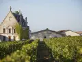 Vignoble verdoyant devant le château La Gaffelière, un bâtiment de pierre couvert de lierre. Le nom du domaine est inscrit sur une autre bâtisse.