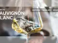 Un verre de vin blanc, un guide du sauvignon blanc, avec des options pour l'histoire, les saveurs et les régions.