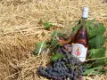 Bouteille de rosé et grappes de raisin sur fond de paille. Le domaine de Torraccia, un vin de qualité.