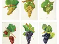 Six illustrations de grappes de raisins, dont le cépage Bourgogne, sur fond blanc.