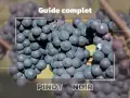 Gros plan sur des grappes de raisin d'un beau pinot noir couleur, évoquant un guide complet sur ce cépage.
