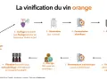 Schéma expliquant la vinification du vin orange : vendanges, macération des jus et peaux, fermentation, élevage, etc. C'est quoi le vin orange ?