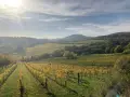 Paysage vallonné de vignobles en automne, avec des rangées de vignes aux feuilles dorées. Le soleil brille à travers les nuages, illuminant le domaine de Bonneau du Martray.