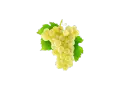 Grappe de raisins blancs, évoquant la douceur du chenin, avec des feuilles vertes vives sur fond uni.