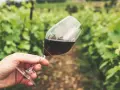 Main tenue un verre de vin rouge, peut-être un célèbre nom de vin rouge, dans un vignoble verdoyant.