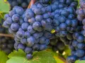 Grappes de raisins noirs mûrs, prêtes à être transformées en un délicieux pineau d'Aunis.