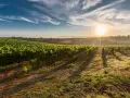 Vignes baignées par le soleil levant, un paysage bucolique où pousse un cépage interdit en France, créant une atmosphère de mystère.