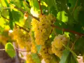 Grappes de gros manseng dorées, mûres et juteuses, baignées de soleil sur la vigne.