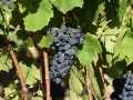 Grappes de gamay saint romain mûrissant sous le soleil, prêtes à être récoltées pour un vin de qualité.