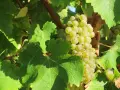 Grappe de raisins blancs mûrs, cachée par de larges feuilles vertes. Un cépage loin de l'œil, promettant une récolte savoureuse.