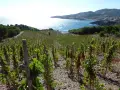 Vignes en terrasse sur le domaine de la rectorie, avec la mer bleue scintillante et un village côtier en arrière-plan.