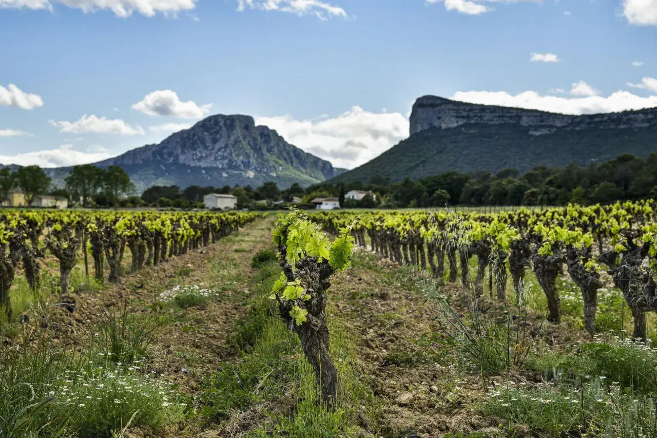 Vignes en plein essor sous le pic Saint-Loup, promesse d'un vin de qualité.