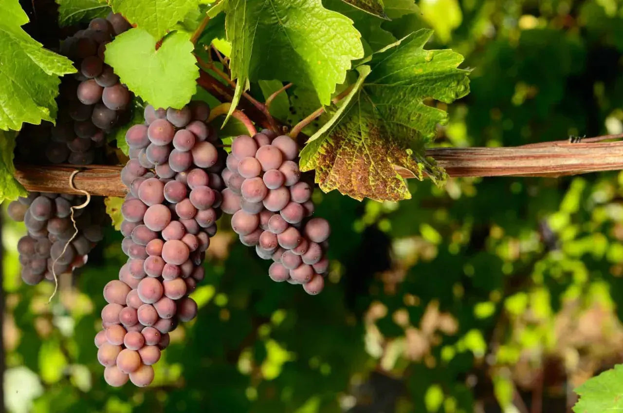 Grappes de pinot gris rosées mûrissant sur la vigne, sous des feuilles vertes.