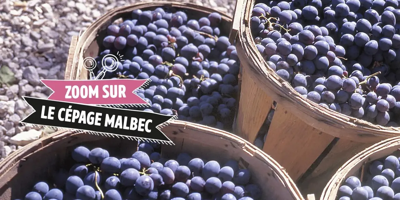 Des paniers remplis de raisins Malbec, prêts à devenir un vin rouge savoureux.