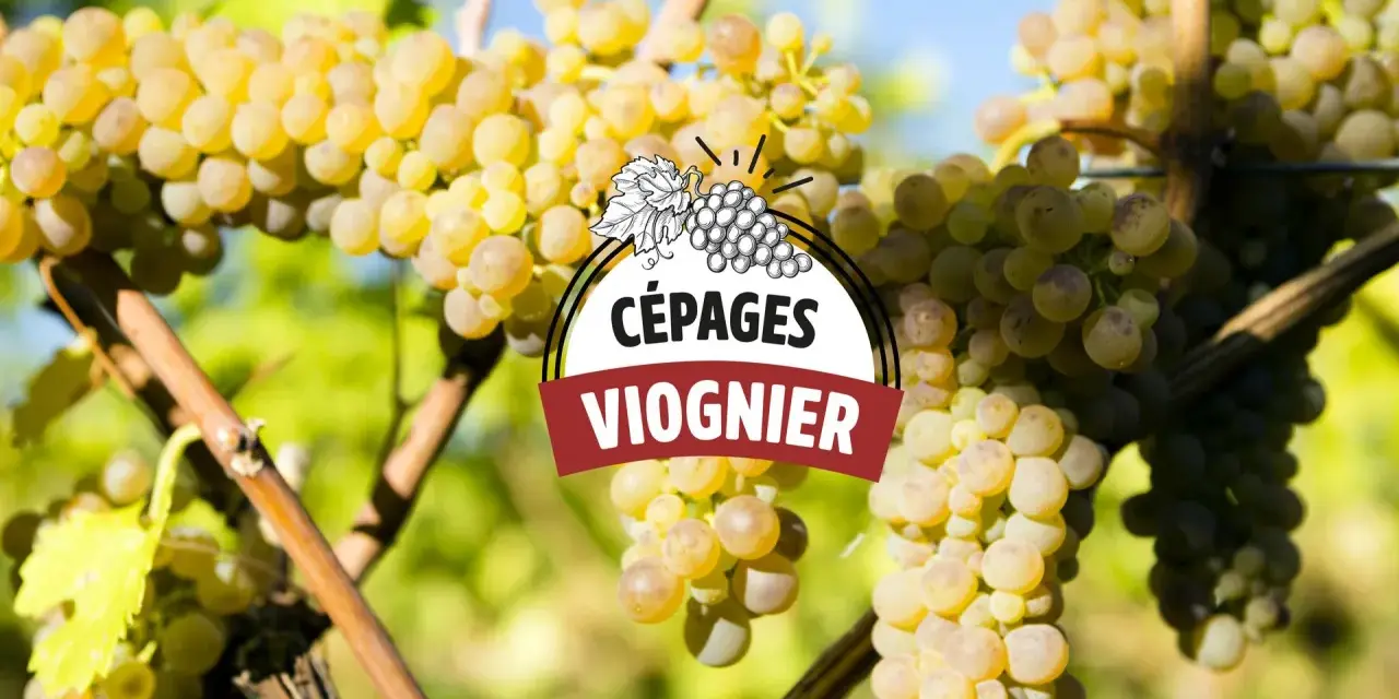 Grappes de raisin blanc mûres sur pied, avec un logo "CÉPAGES VIOGNIER" superposé. Le vin viognier est prometteur.