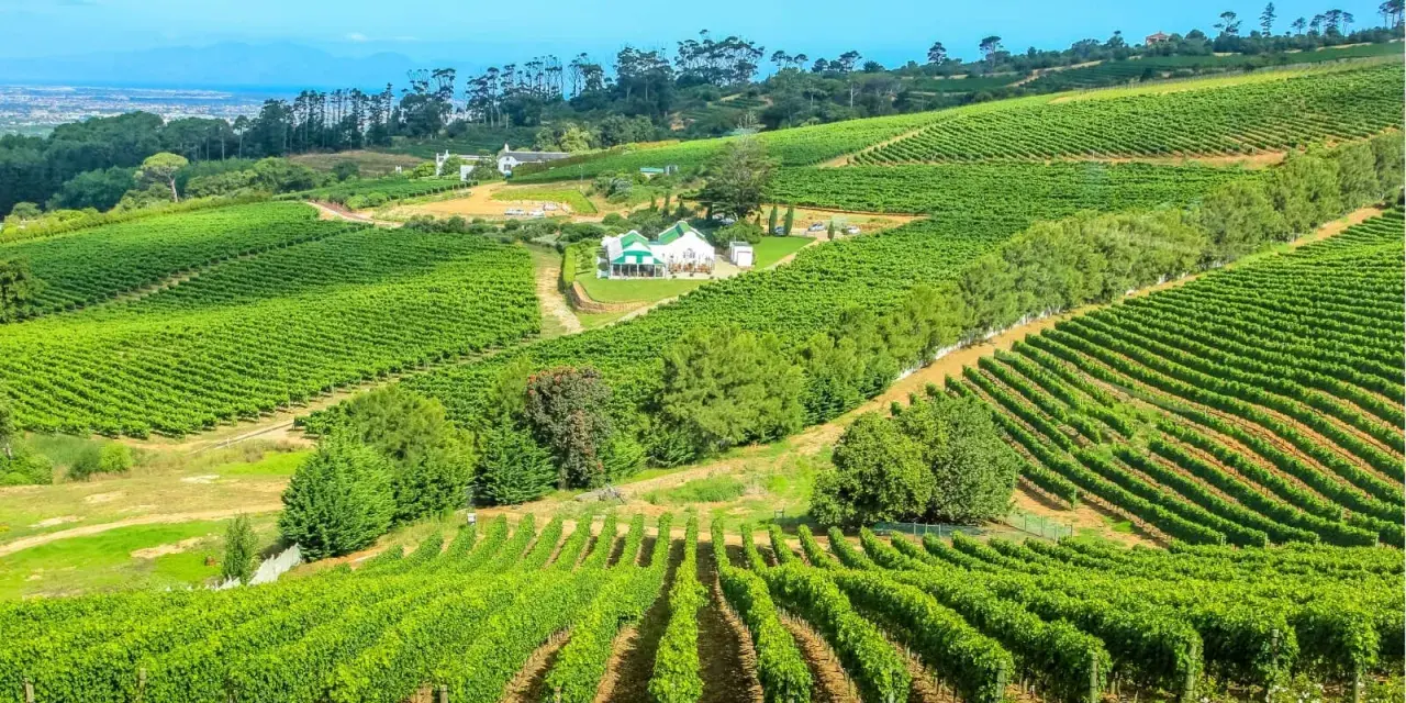 Vastes vignobles verdoyants s'étendant sur des collines ondulantes, avec une maison blanche au toit vert au centre. Un paysage idyllique pour la production de vins d'Afrique du Sud.