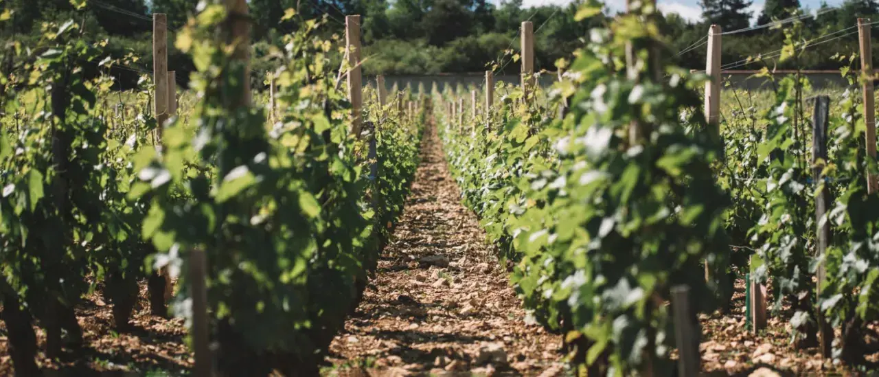 Rangées de vignes luxuriantes dans un vignoble ensoleillé.