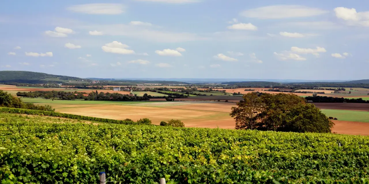 Paysage vallonné avec des vignes luxuriantes au premier plan, promettant un excellent reuilly vin. Champs et collines à l'horizon.