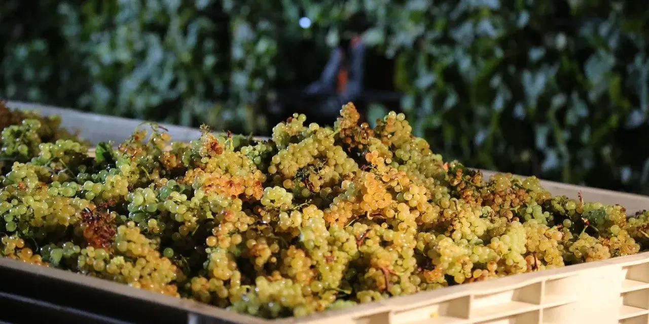 Grappes de raisins blancs dans une caisse, prêtes pour la vinification.