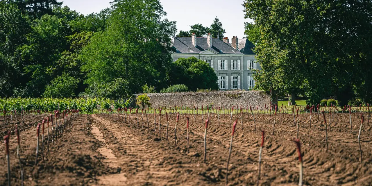 Vignoble de Jo Landron, avec un domaine en arrière-plan. Les jeunes plants de vigne sont alignés dans la terre fraîchement labourée.