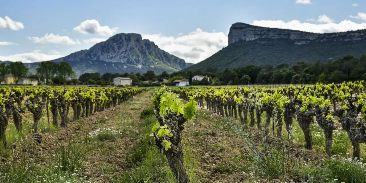 Vignes en plein essor sous le pic Saint-Loup, promesse d'un vin de qualité.