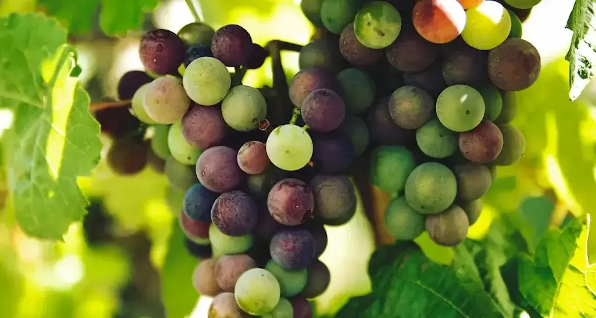 Grappes de raisins mûrs, vertes et rouges, sur une vigne. L'image évoque la différence entre le vin naturel et la biodynamie, où le raisin est roi.