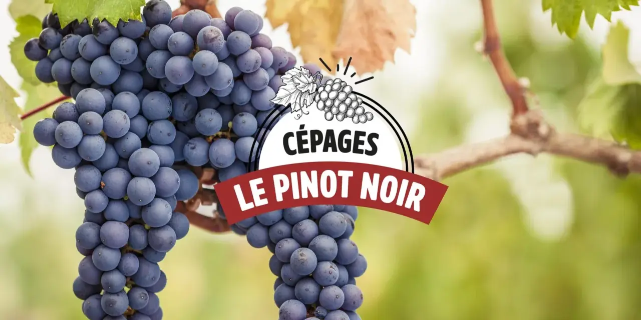 Grappes de Pinot Noir, le cépage emblématique de Romanée-Conti, mûrissant sous le soleil.