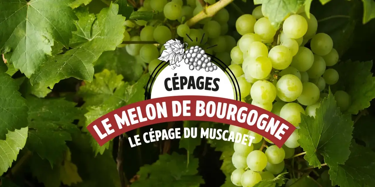 Grappes de raisin blanc mûrissant sous le soleil, annonçant le cépage Melon de Bourgogne, base du vin Muscadet.