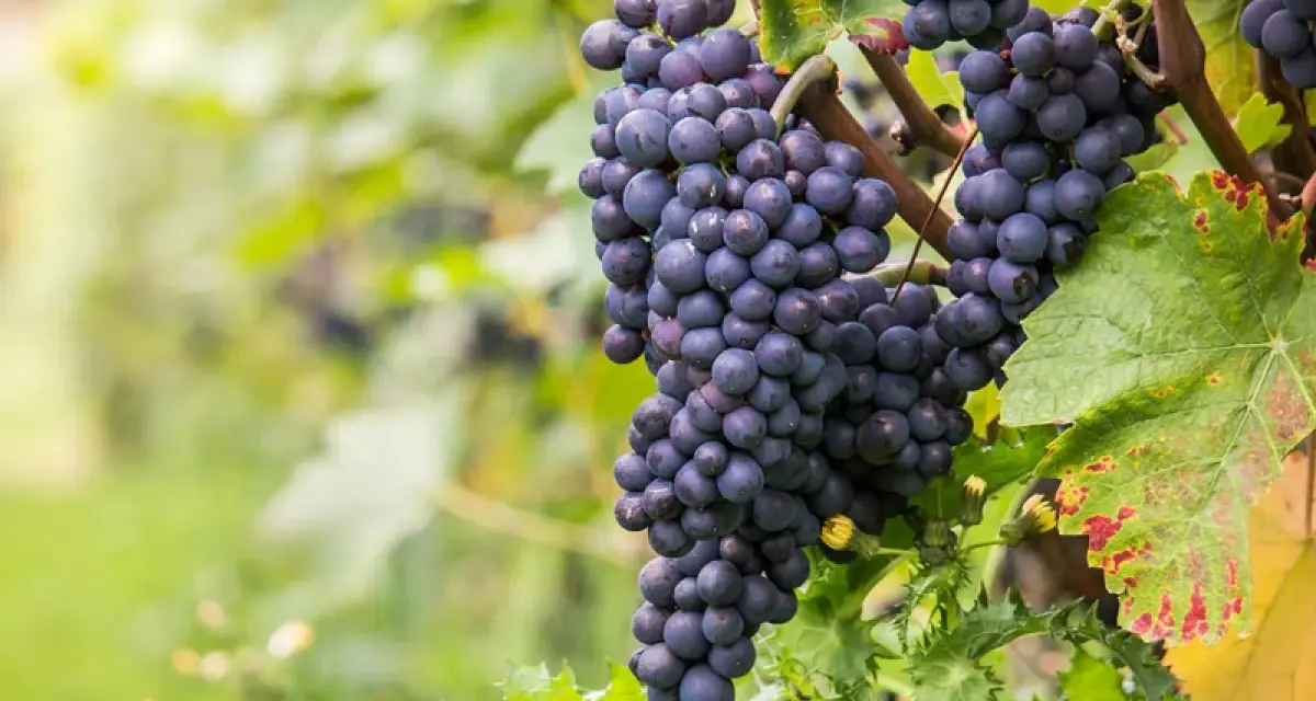 Grappes de cépage Pinot Noir mûres, prêtes à être récoltées pour un vin rouge élégant.