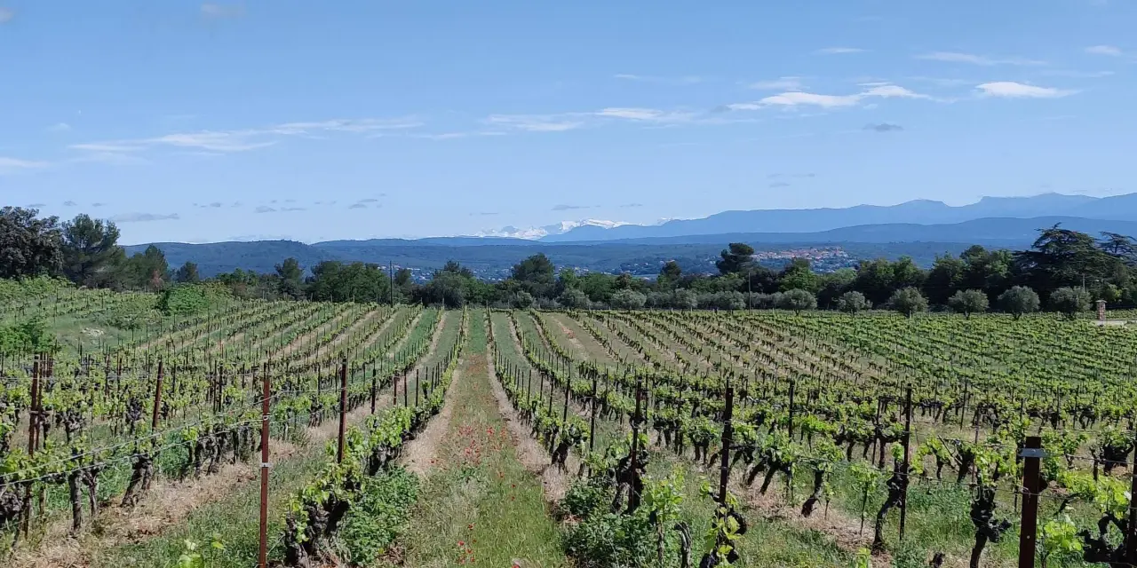 Vignes luxuriantes sous un ciel bleu, s'étendant à perte de vue sur le domaine du Deffends. Au loin, des montagnes enneigées couronnent le paysage.