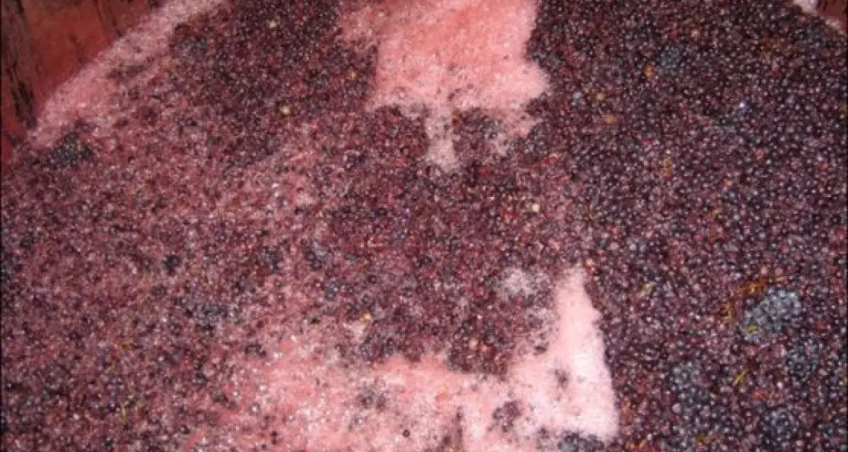 Cuve de vinification avec marc de raisin et mousse rose, signe de la levure indigène vin en pleine fermentation.