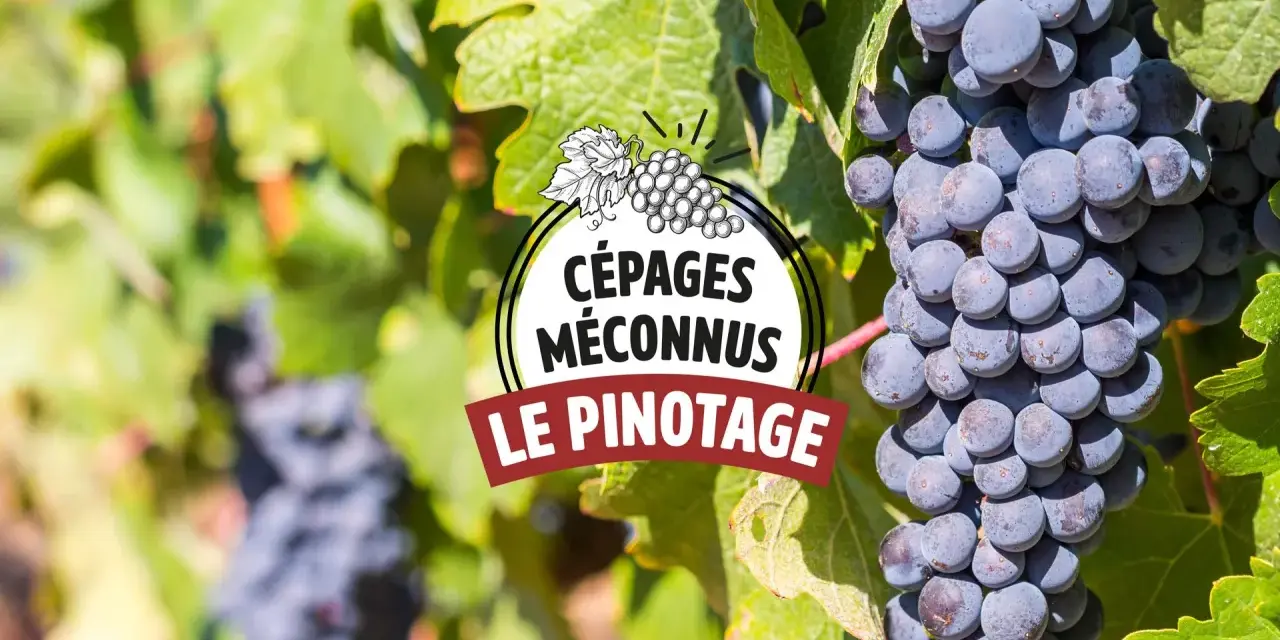 Grappes de pinotage, cépage emblématique d'Afrique du Sud, mûrissant au soleil.